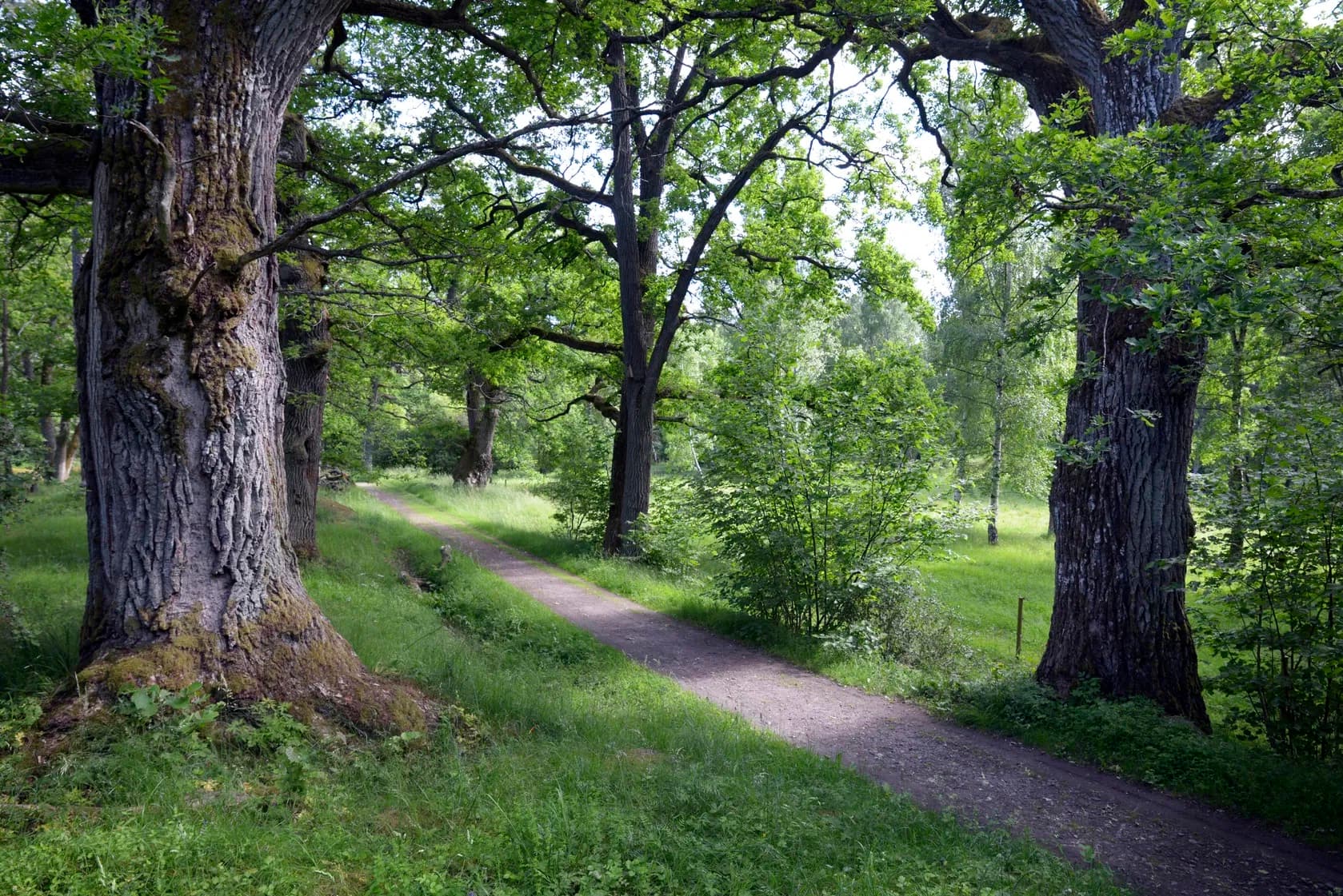 An avenue of old oaks in fresh green