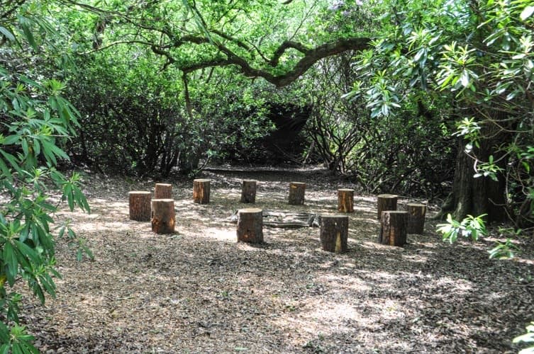A circle of tree-stump seats in a forest clearing